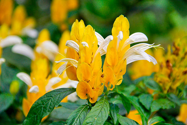 Lollipop Plant (Golden Shrimp Plant) In The Garden Lollipop Plant is a popular landscape plant in tropical and subtropical areas of the world pachystachys lutea stock pictures, royalty-free photos & images