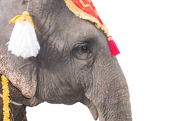 istock head of elephant on white background 523180283