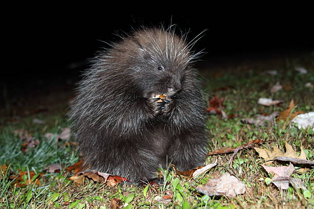 istock Baby Porcupine feeding 523180349