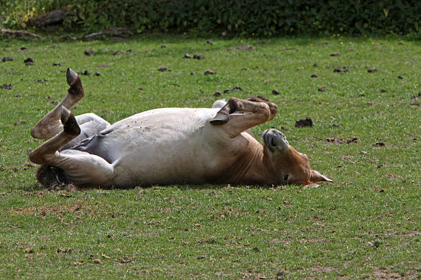 istock Przewalski horse 523180536