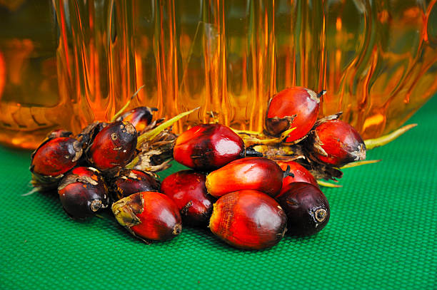 istock Oil palm fruits 523181072