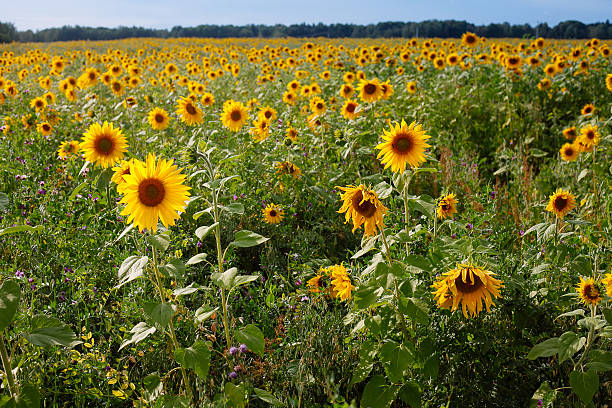 istock sunflowers at the field in summer 523181352