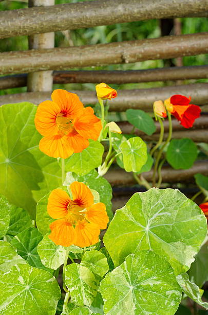 istock Nasturtium flowers in the summer garden 523182430