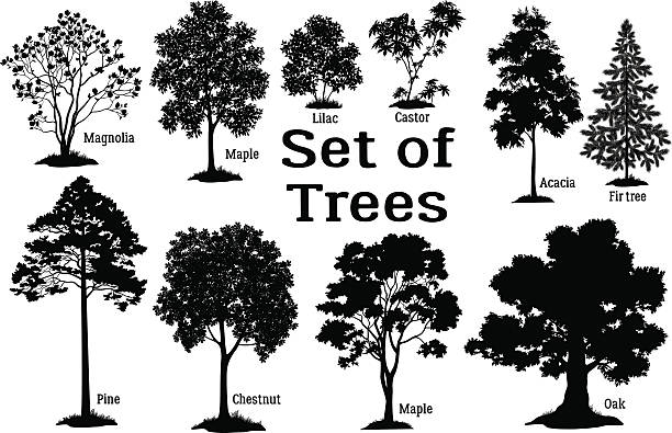 소나무 블랙 실루엣 - deciduous tree stock illustrations