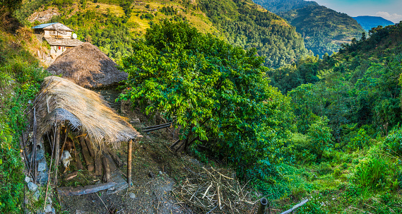 Traditional Annapurna region thatched shelters with livestock beside lush terraced fields and vibrant green jungle forests deep in the Himalaya mountains of Nepal. ProPhoto RGB profile for maximum color fidelity and gamut.