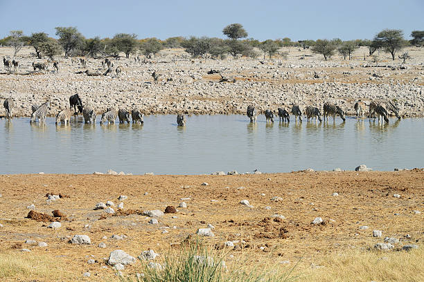 istock Zebras, Etosha National Park, Namibia 523183184