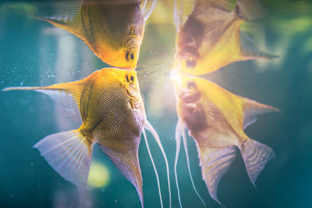 Close-up in selective focus of two yellow fish breathing on the surface of the water with reflection. Underwater view of tropical fish Pterophyllum Scalare, golden type. A slight glow emerges because of the sunlight through the water. These are fish that can be found in pet stores.