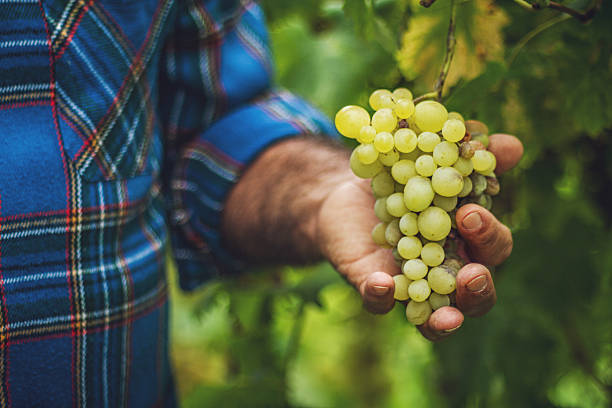 istock Grapes Harvesting and Picking Up 523183538