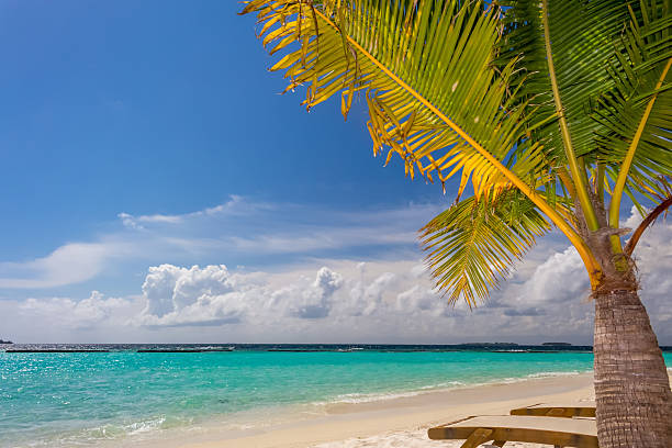 istock Small coconut palm tree at tropical beach 523184105
