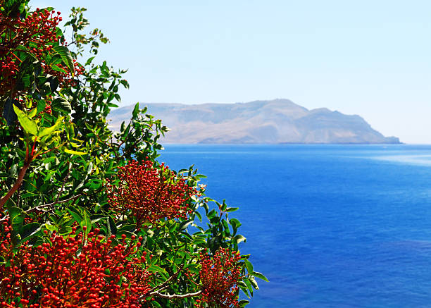Bush of wild pistachio with red berries on the background of the mountain Meganom, Crimea