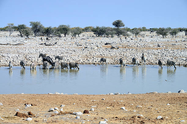 istock Zebras, Etosha National Park, Namibia 523184236