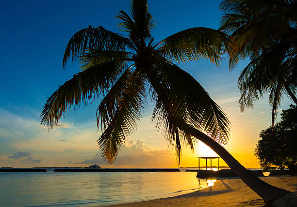 istock Silhouette of a coconut palm tree at sunset 523184577