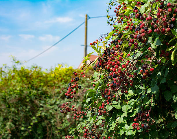 blackberries in a french garden mostly red some black ready and sweet to eat