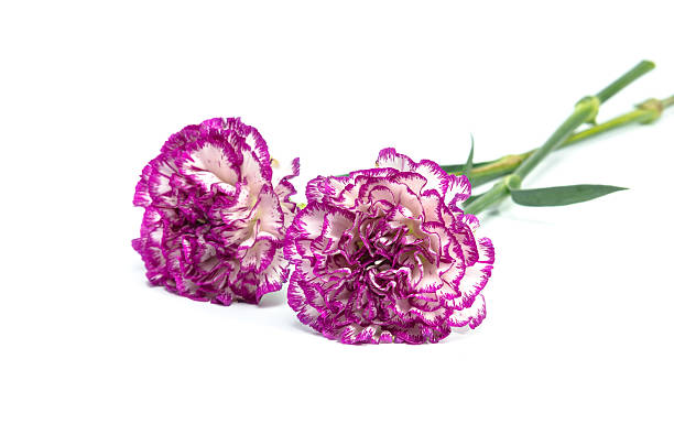 istock carnation flowers isolated on white background 523185161
