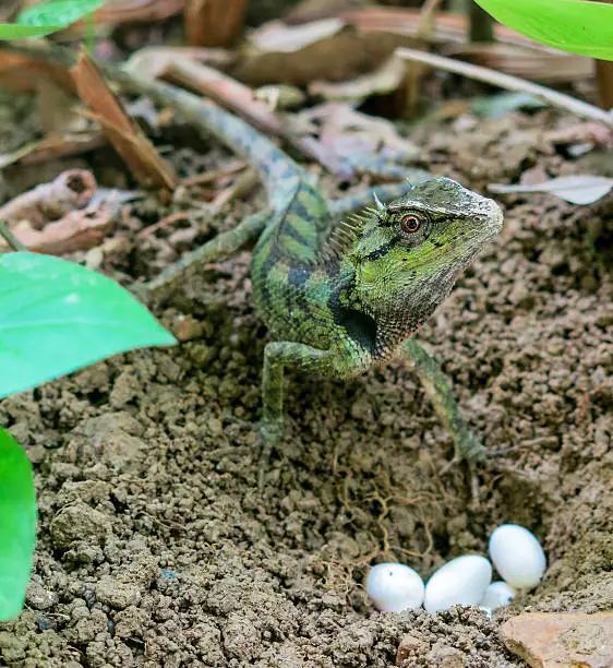 A wild lizard, namely Chinese Water Dragon (Physignathus Cocincinus), has just laid these eggs. Taken on Koh Lanta, Thailand, South East Asia.