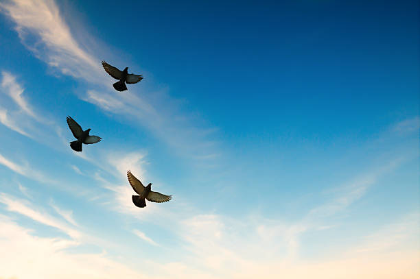 istock Pigeons flying in the blue sky 523185992