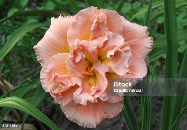 Siloam Double Classic Stock Photo - Download Image Now - Day Lily, Asparagales, Beauty In Nature