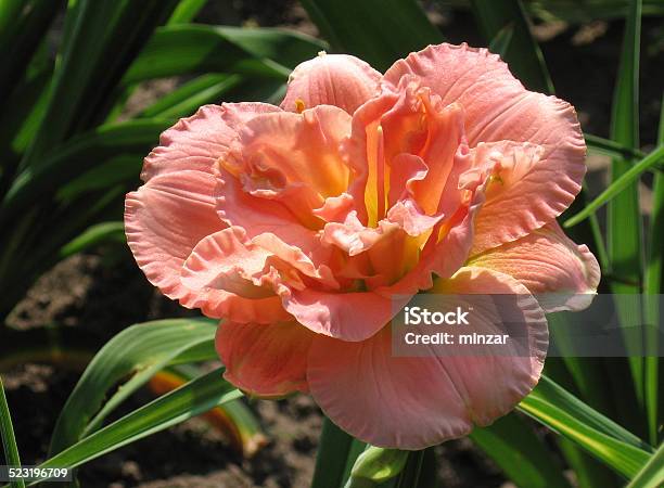 Flowers Siloam Double Classic Stock Photo - Download Image Now - Asparagales, Beauty, Beauty In Nature