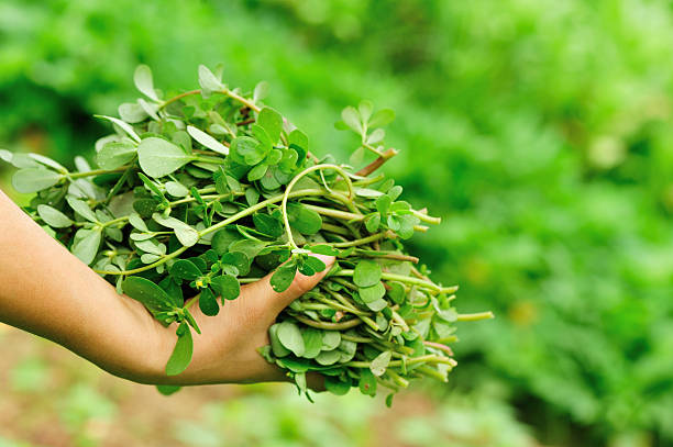 istock hands picking chinese herb leaves 523196825