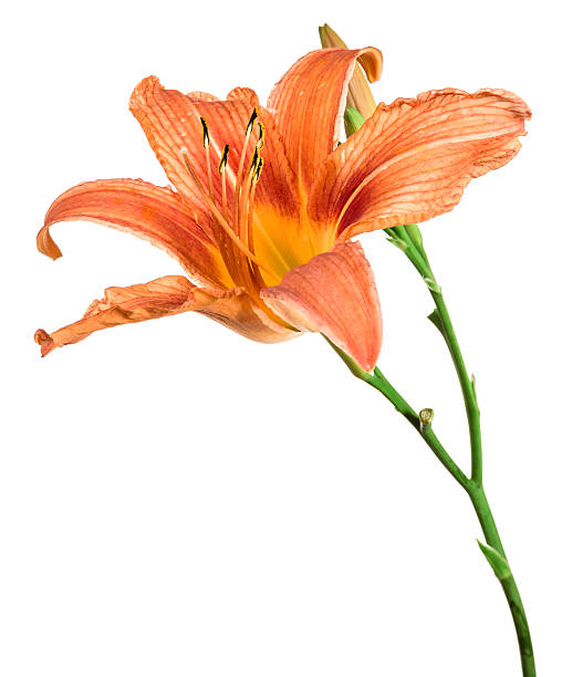 istock flowers lily isolated on white background 523198785