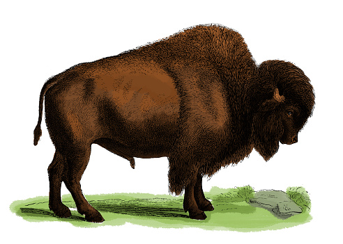 19th century illustration of a bison, or buffalo. Published in Systematischer Bilder-Atlas zum Conversations-Lexikon, Ikonographische Encyklopaedie der Wissenschaften und Kuenste (Brockhaus, Leipzig, 1875)