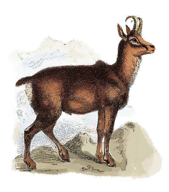 Chamois (antique engraving) 19th century illustration of a chamois (Rupicapra rupicapra) - a goat-antelope species native to mountains in Europe, including the Carpathian Mountains of Romania, the Pyrenees, the European Alps, the Tatra Mountains, the Balkans, parts of Turkey, and the Caucasus. Published in Systematischer Bilder-Atlas zum Conversations-Lexikon, Ikonographische Encyklopaedie der Wissenschaften und Kuenste (Brockhaus, Leipzig, 1875) tatra mountains stock illustrations