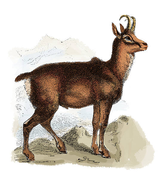 Chamois (antique engraving) 19th century illustration of a chamois (Rupicapra rupicapra) - a goat-antelope species native to mountains in Europe, including the Carpathian Mountains of Romania, the Pyrenees, the European Alps, the Tatra Mountains, the Balkans, parts of Turkey, and the Caucasus. Published in Systematischer Bilder-Atlas zum Conversations-Lexikon, Ikonographische Encyklopaedie der Wissenschaften und Kuenste (Brockhaus, Leipzig, 1875) chamois animal stock illustrations