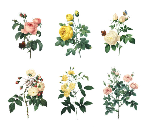 ilustrações, clipart, desenhos animados e ícones de conjunto de diferentes antigo flores rosas/ilustrações - illustration and painting engraving old fashioned engraved image