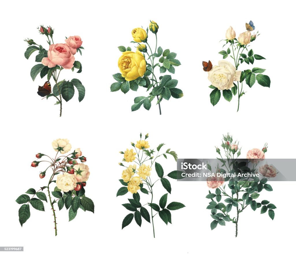 Set of various roses | Antique Flower Illustrations Set of 19th century illustrations of Rosa centifolia, Yellow rose, Tea rose, Rose Adelaide d'Orleans, Rose Of Bancks, Pompon rose. Engraved by Pierre-Joseph Redoute (1759 - 1840), nicknamed "The Raphael of flowers" and an official court artist of Queen Marie Antoinette of France. Flower stock illustration