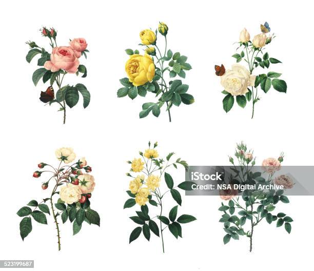 Set Of Various Roses Antique Flower Illustrations Stock Illustration - Download Image Now