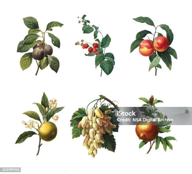 Set Of Various Fruits Antique Botanical Illustration Stock Illustration - Download Image Now