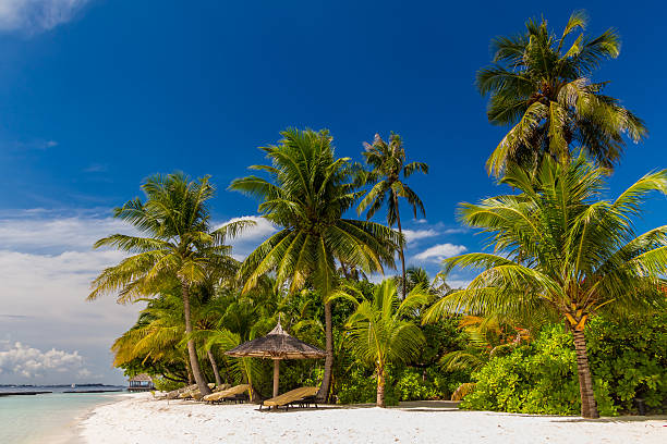 istock Coconut palm tree at dreamy beach in Maldives 523199985