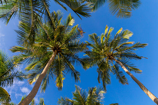 istock Coconut palm trees at Maldives 523200509