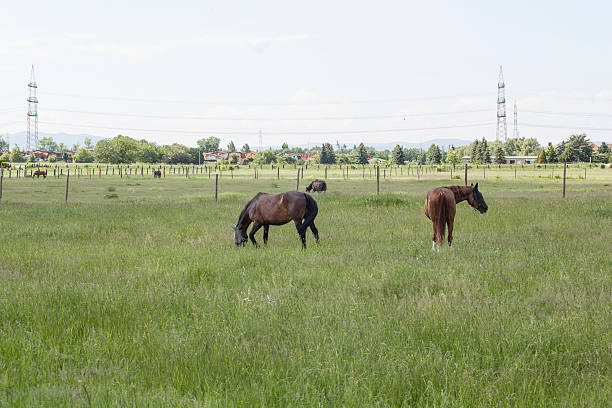 istock horses on the meadow,green field 523201379