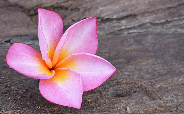 istock colorful plumeria flower 523202581