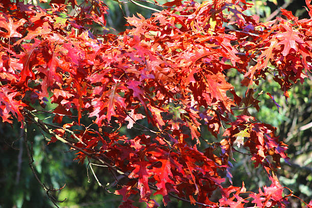 Image of red Japanese maple leaves / autumn fall colours, acer-palmatum Photo showing Japanese maple leaves that are turning orange and red as the tree begins to show its autumn colours and seasonal foliage.  The leaves are pictured illuminated in the strong afternoon sunshine.  This variety of Japanese maple is: acer palmatum 'osakazuki'. acer palmatum osakazuki stock pictures, royalty-free photos & images