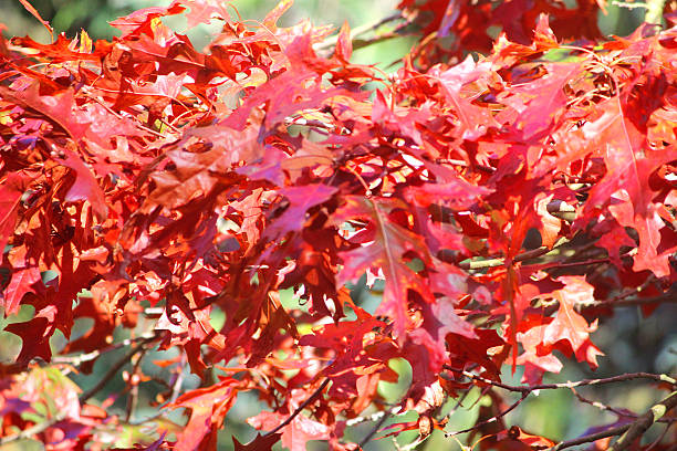 Image of red Japanese maple leaves / autumn fall colours, acer-palmatum Photo showing Japanese maple leaves that are turning orange and red as the tree begins to show its autumn colours and seasonal foliage.  The leaves are pictured illuminated in the strong afternoon sunshine.  This variety of Japanese maple is: acer palmatum 'osakazuki'. acer palmatum osakazuki stock pictures, royalty-free photos & images