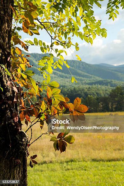 Autumn Leaves At Cades Cove And The Appalachian Mountains Stock Photo - Download Image Now