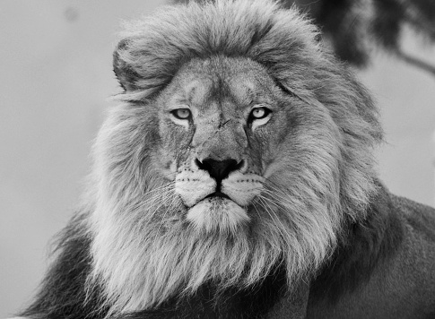 Portrait of a Lion.