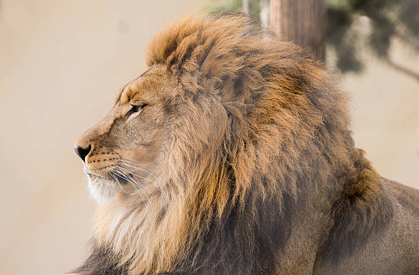 Portrait of a Lion. stock photo