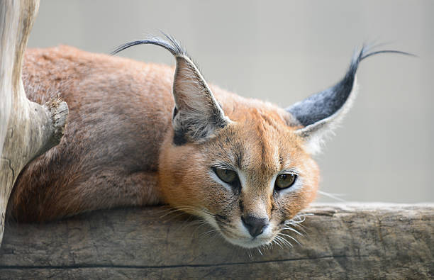 Portrait of Lynx Portrait of Lynx caracal photos stock pictures, royalty-free photos & images