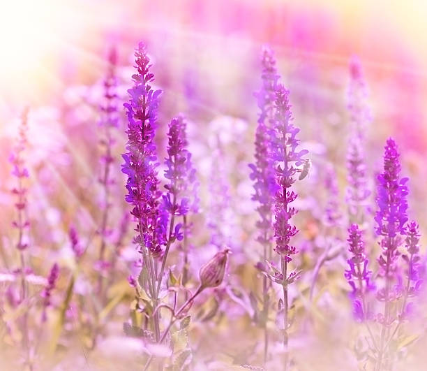 istock Beautiful purple flowers 523213869