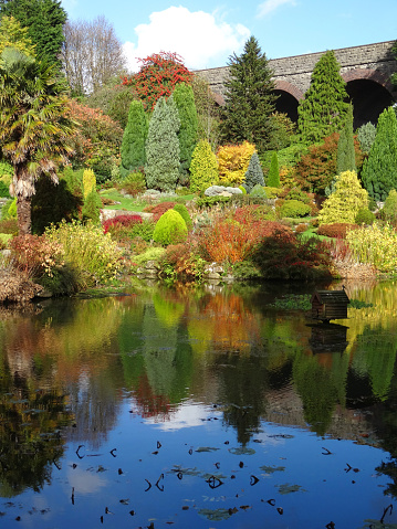 Photo showing an established rockery / rock garden with a series of dwarf conifers, large rocks, evergreen azaleas and Japanese maples (acer palmatum) with autumn leaves.  The conifers and fall colours are pictured reflecting in the calm water surface of the pond on a sunny day.