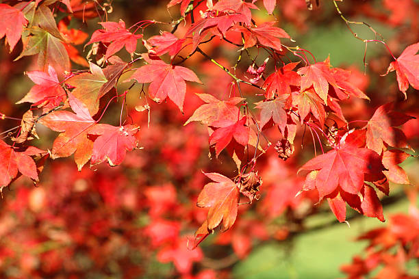 Japanese maple tree / fall (Acer Palmatum Osakazuki), red autumn leaves Photo showing a large Japanese maple tree in the fall, covered with golden orange and fiery red autumn leaves.  This maple tree (Latin name: Acer Palmatum Osakazuki) is a single specimen garden tree and is pictured in the strong afternoon sunshine, against a bright blurred garden background. acer palmatum osakazuki stock pictures, royalty-free photos & images