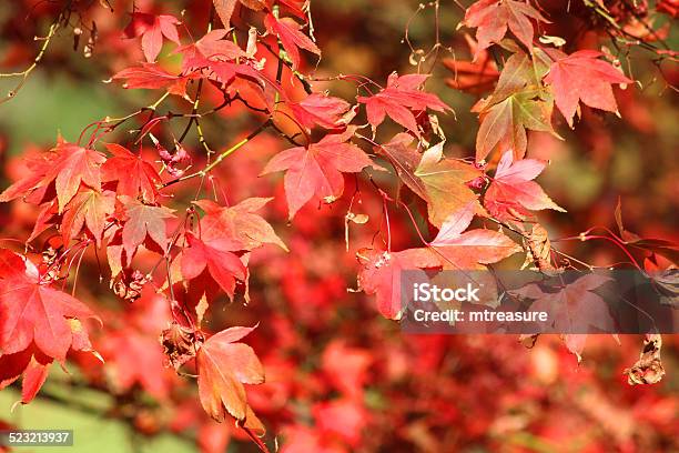 Japanese Maple Tree Fall Red Autumn Leaves Stock Photo - Download Image Now