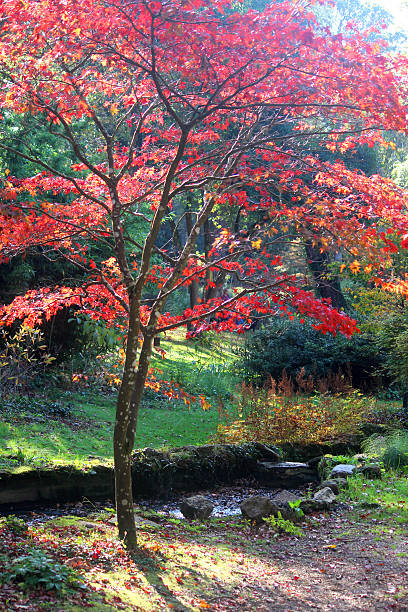 Japanese maple tree / fall (Acer Palmatum Osakazuki), red autumn leaves Photo showing a large Japanese maple tree in the fall, covered with golden orange and fiery red autumn leaves.  This maple tree (Latin name: Acer Palmatum Osakazuki) is a single specimen garden tree and is pictured in the strong afternoon sunshine, against a bright blurred garden background and growing alongside a small stream. acer palmatum osakazuki stock pictures, royalty-free photos & images