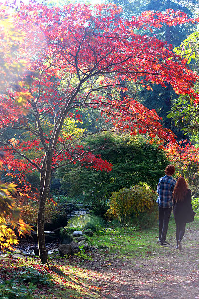 Japanese maple tree / fall (Acer-Palmatum), red autumn-leaves, children walking / pathway Photo showing a large Japanese maple tree in the fall, covered with golden orange and fiery red autumn leaves.  This maple tree (Latin name: Acer Palmatum Osakazuki) is a single specimen garden tree and is pictured in the strong afternoon sunshine, against a bright blurred garden background and growing alongside a small pathway, with a couple of teenagers / teenage children walking by. acer palmatum osakazuki stock pictures, royalty-free photos & images
