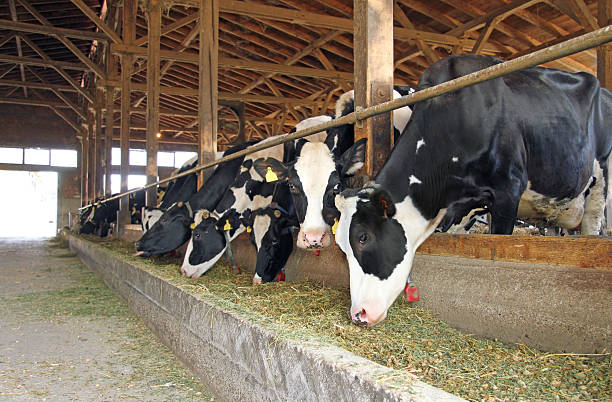 mucche in un allevamento - vacca frisona foto e immagini stock