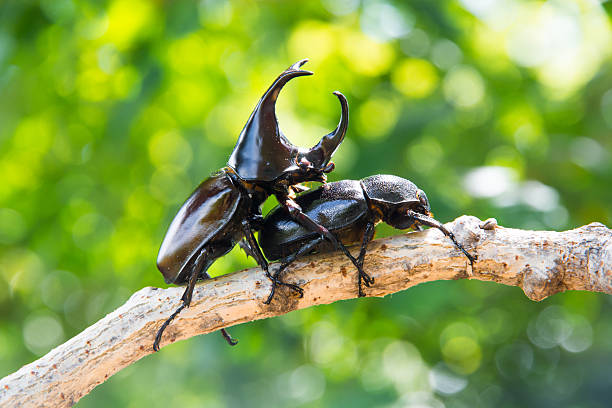 Closeup Stag beetle male and female on tree Closeup Stag beetle male and female on tree hercules beetle stock pictures, royalty-free photos & images