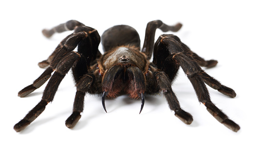 Closeup shot of a brown tarantula isolated on white